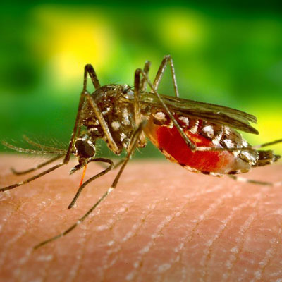 dengue